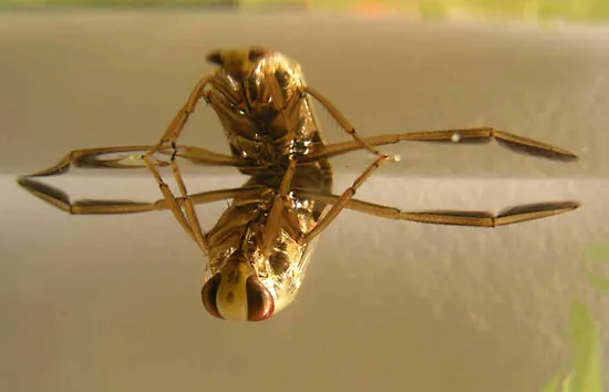 Backswimmer