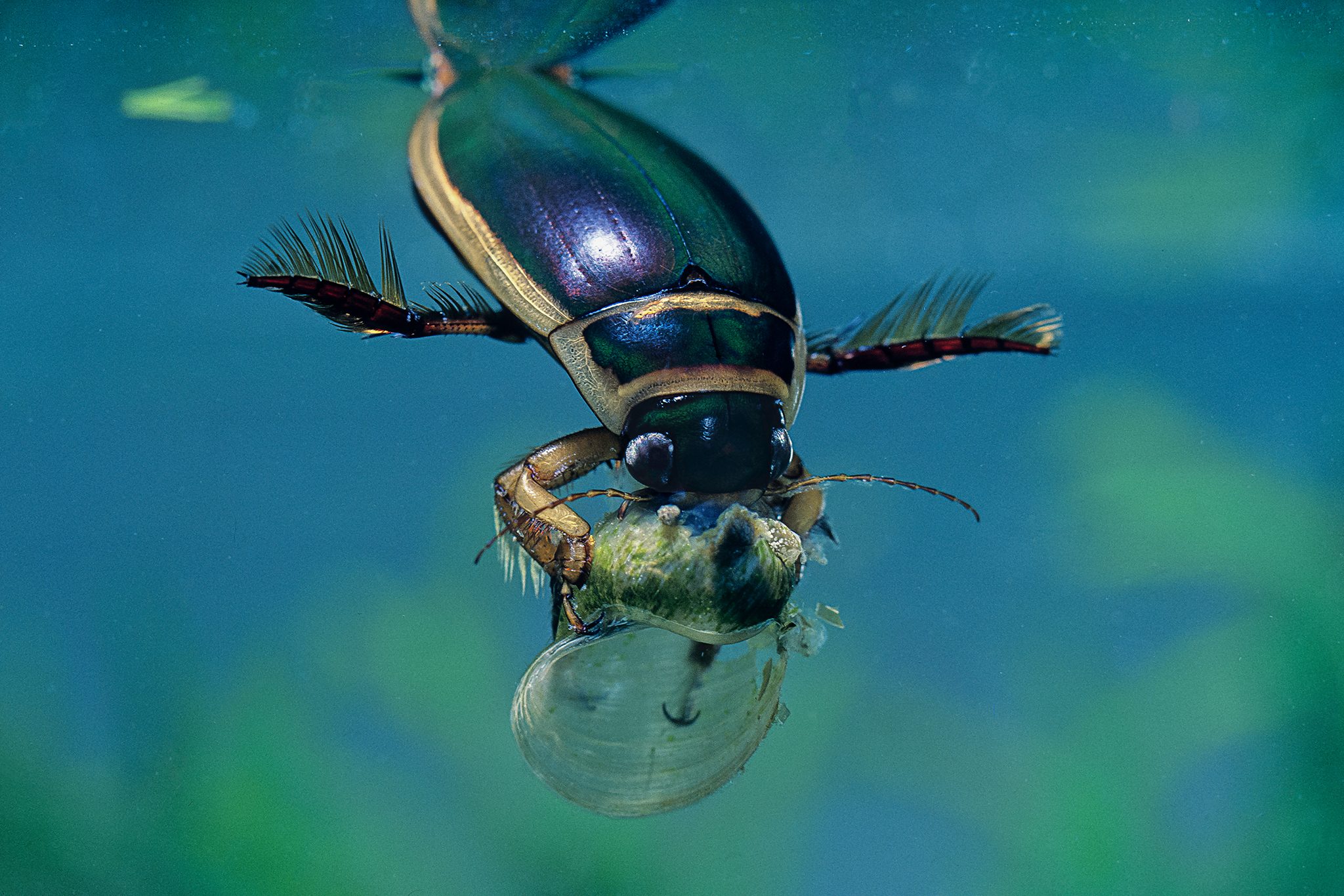 Diving Beetle
