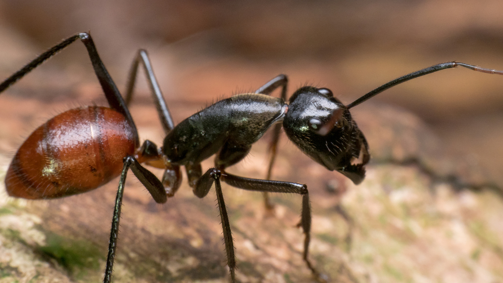 Giant Forest Ant