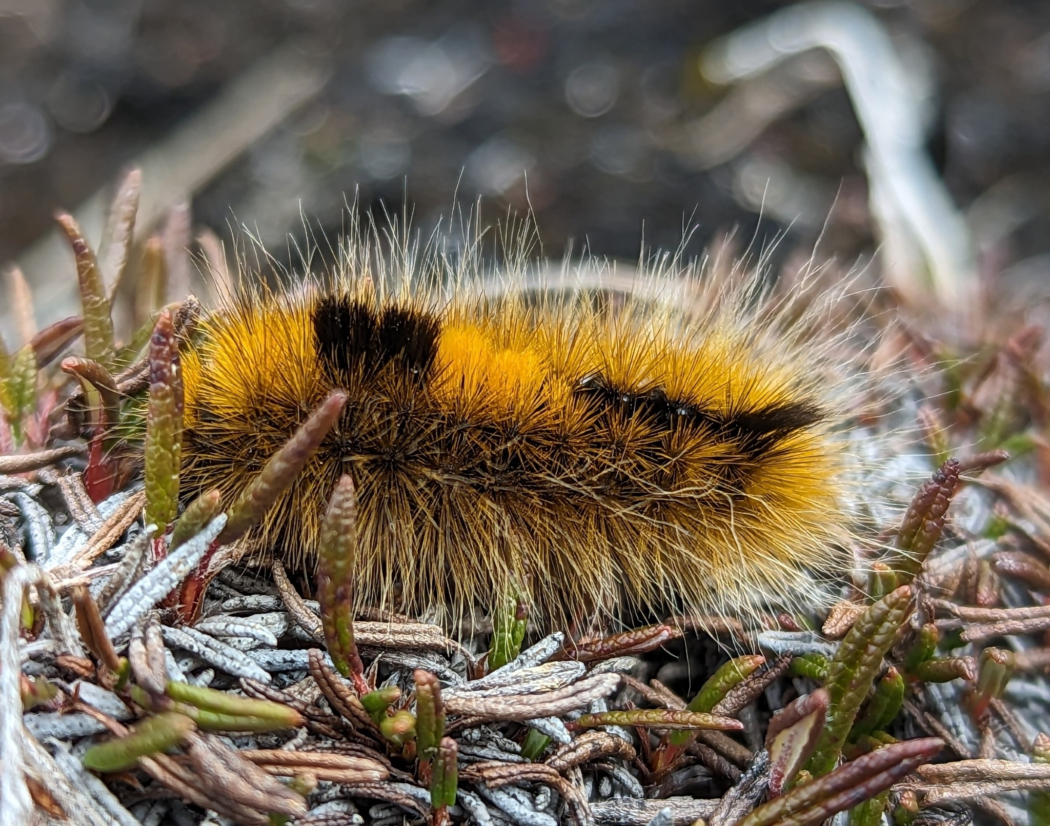 Arctic Woolly Bear Moth