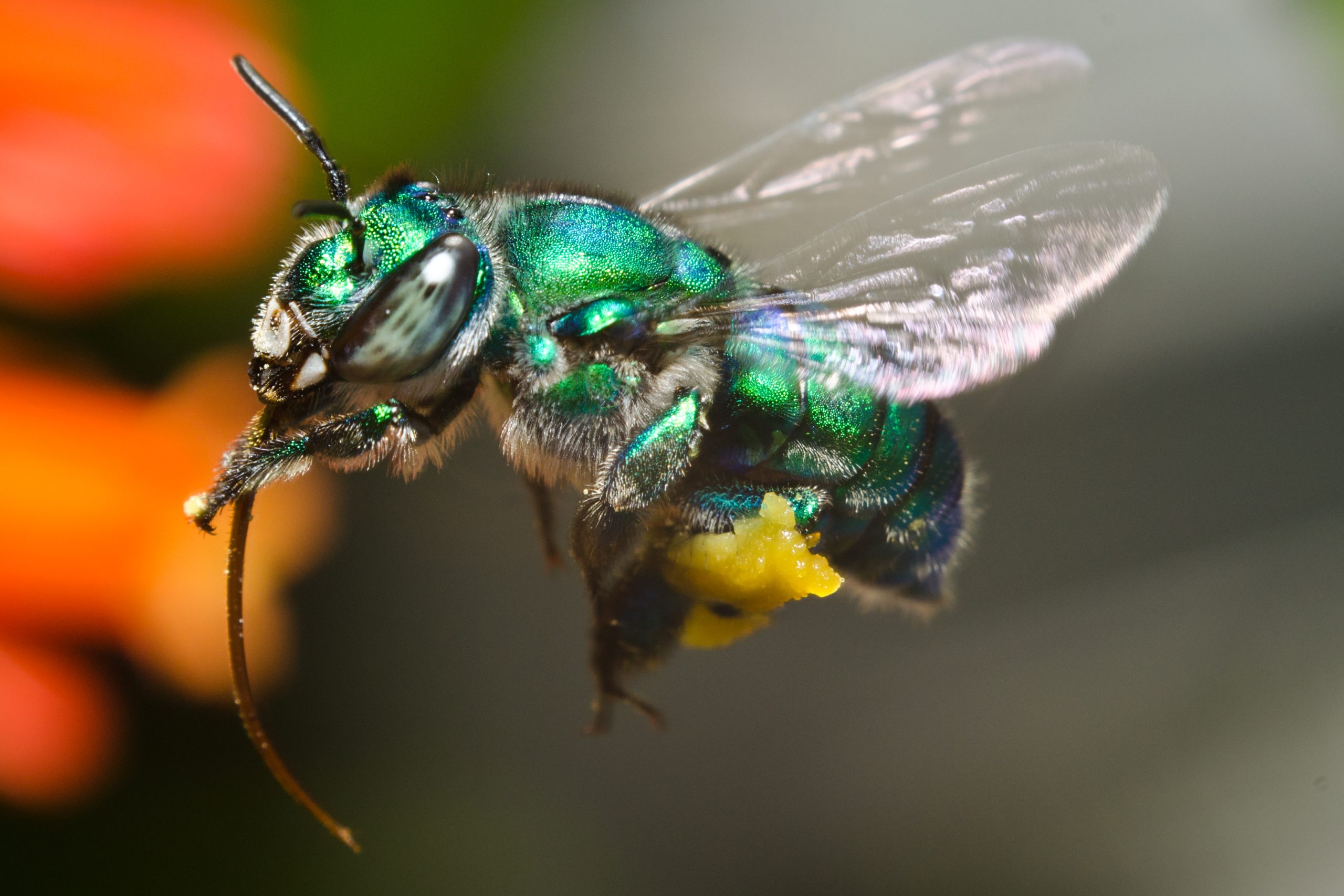 Orchid Bee