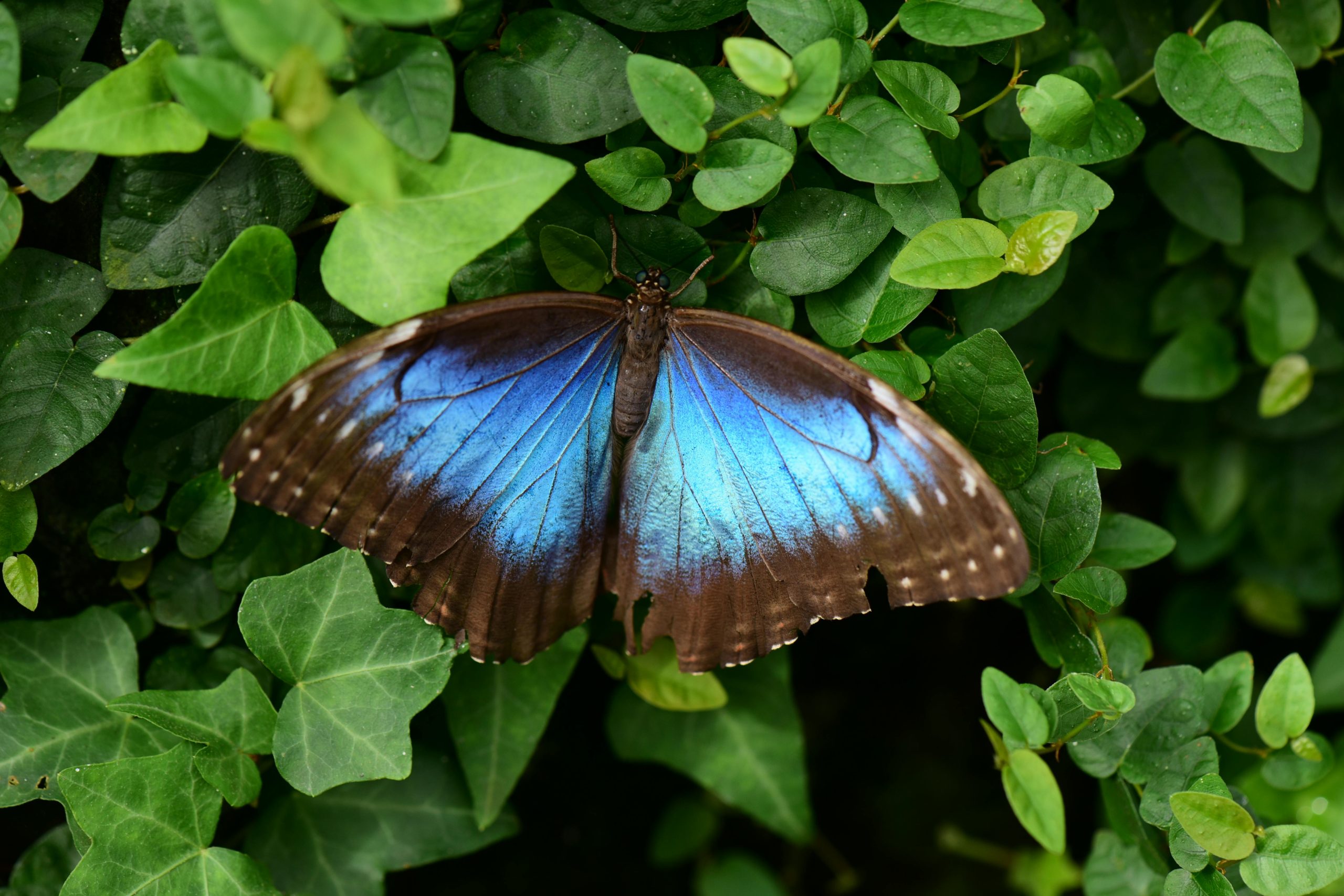 Blue Morpho Butterfly