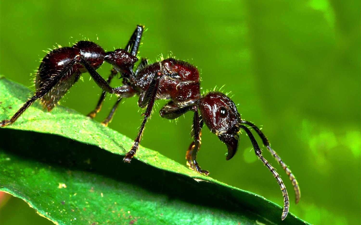Bullet Ant