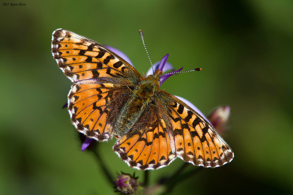 Arctic Fritillary