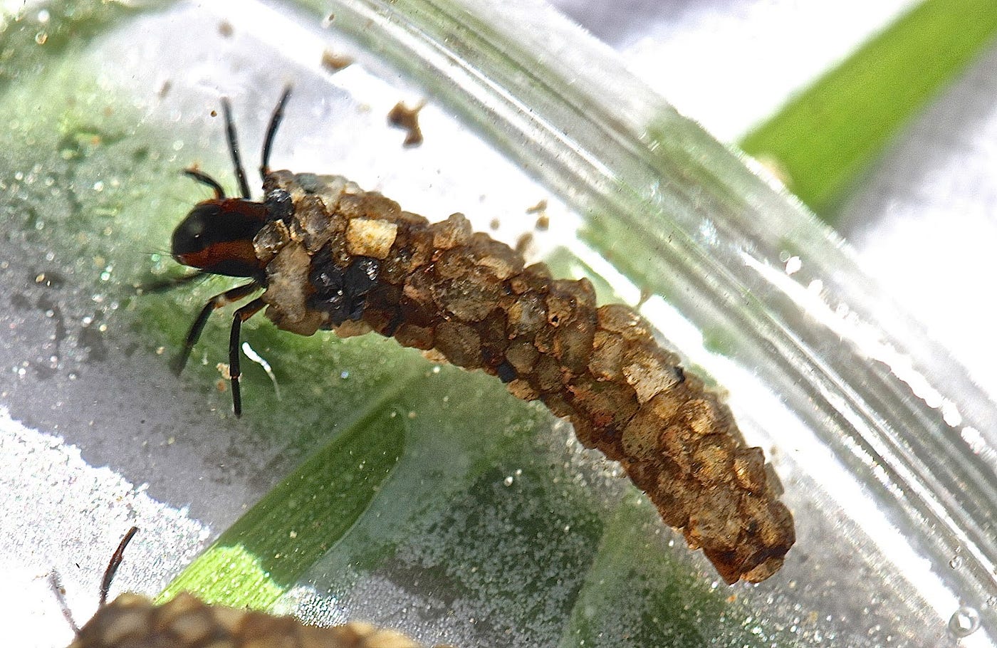 Caddisfly Larva
