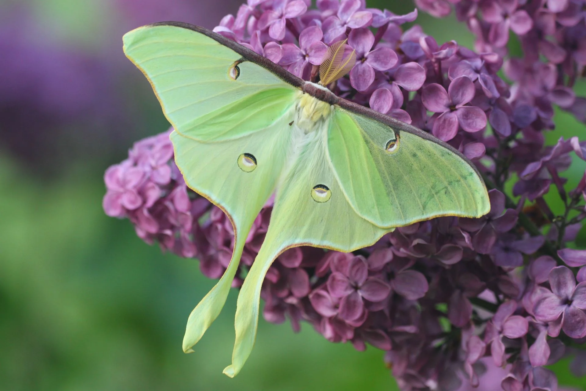 Luna Moth