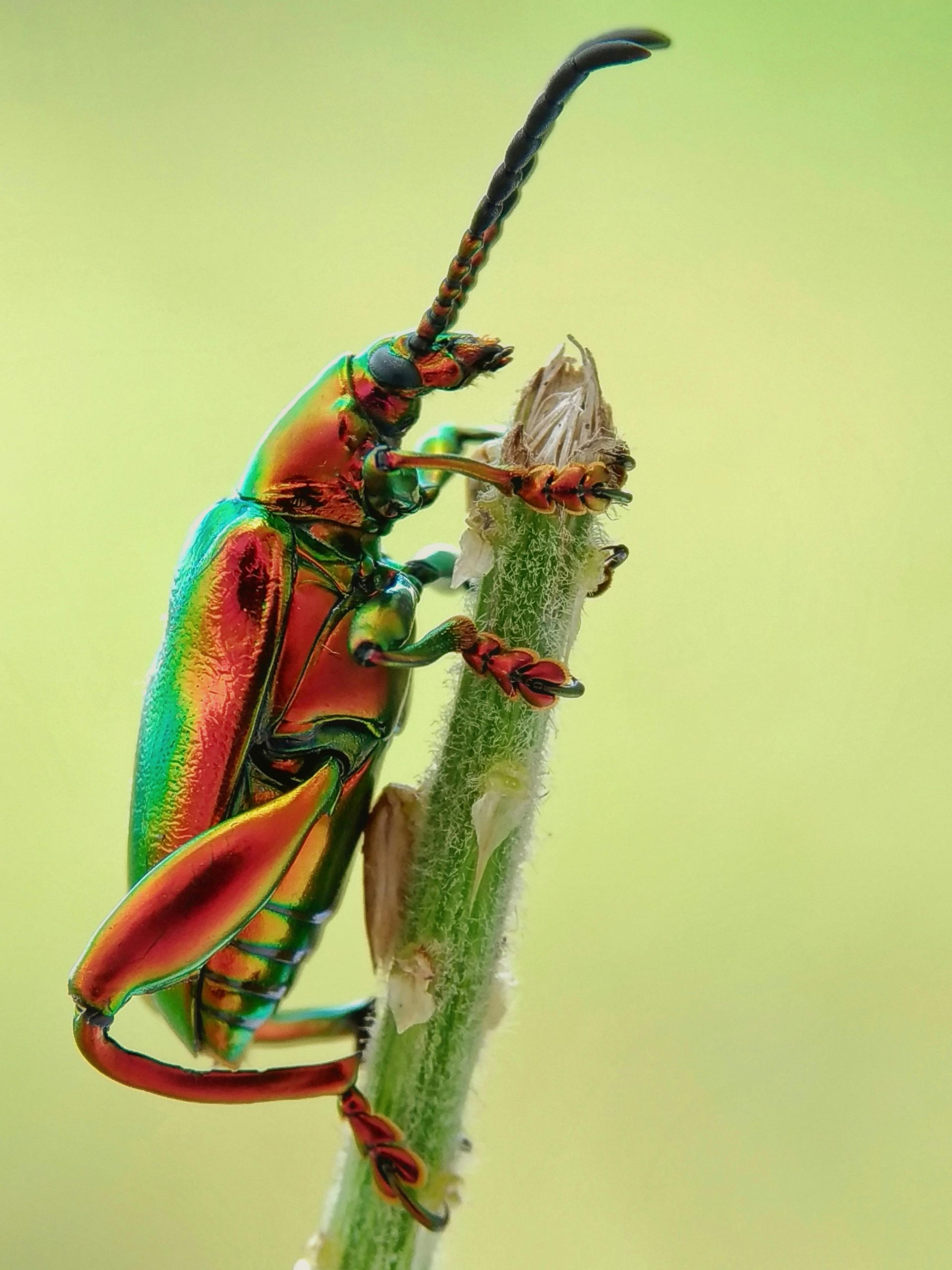 Beetle