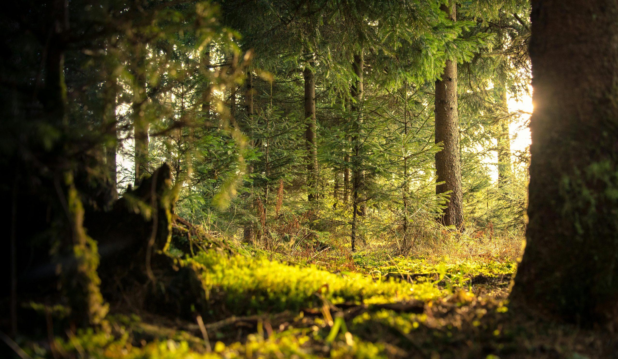 Forest Biome