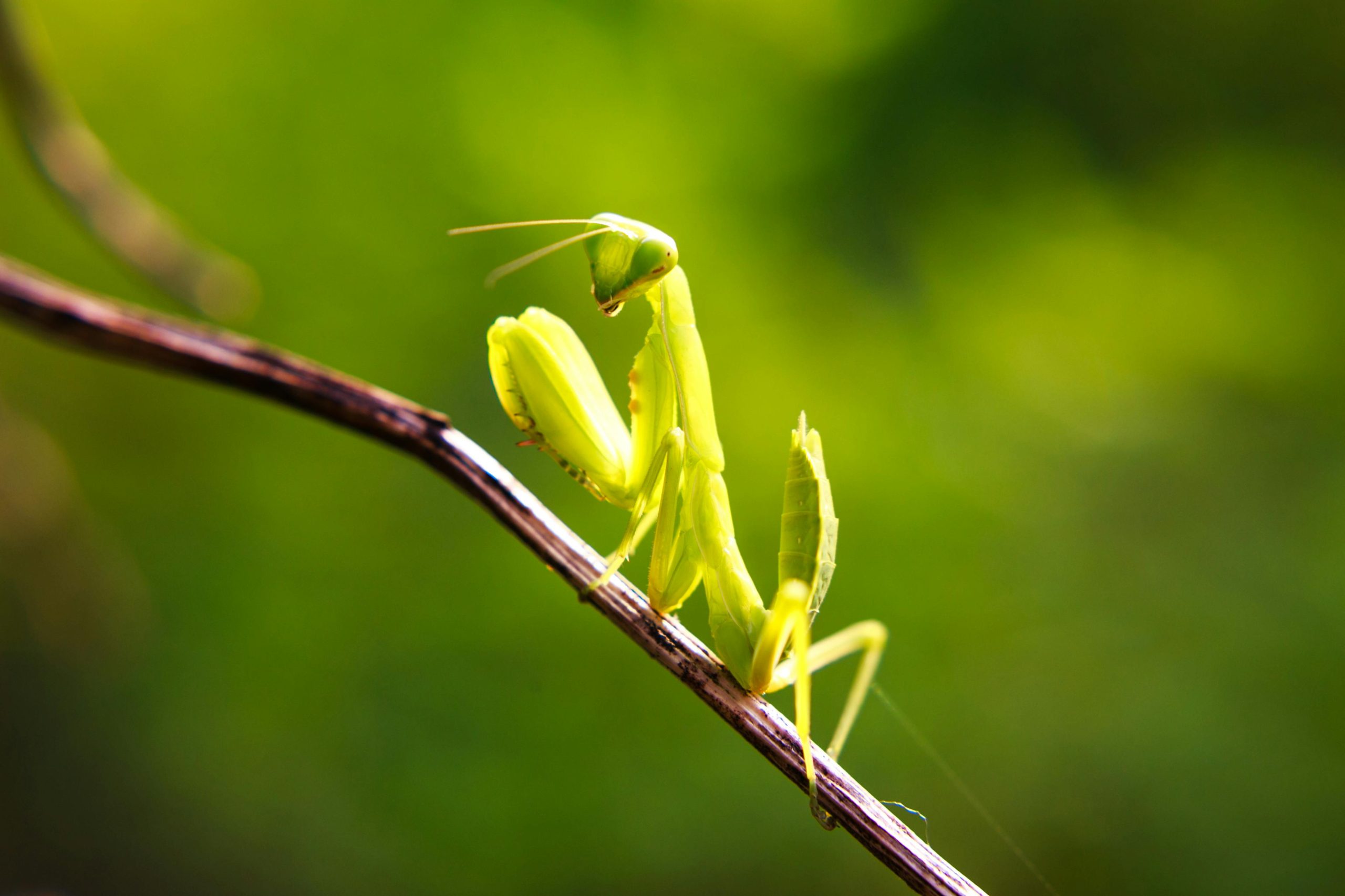 Mantis