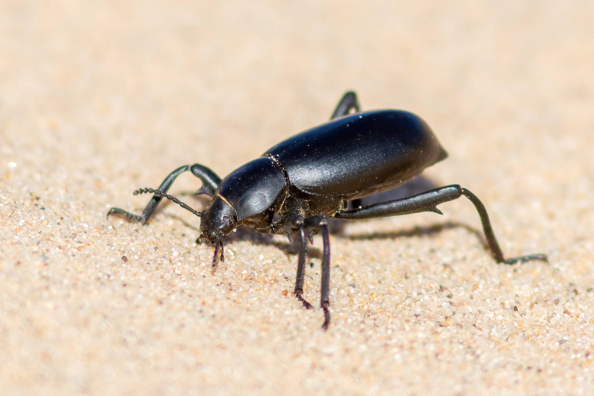 Pinacate Beetle