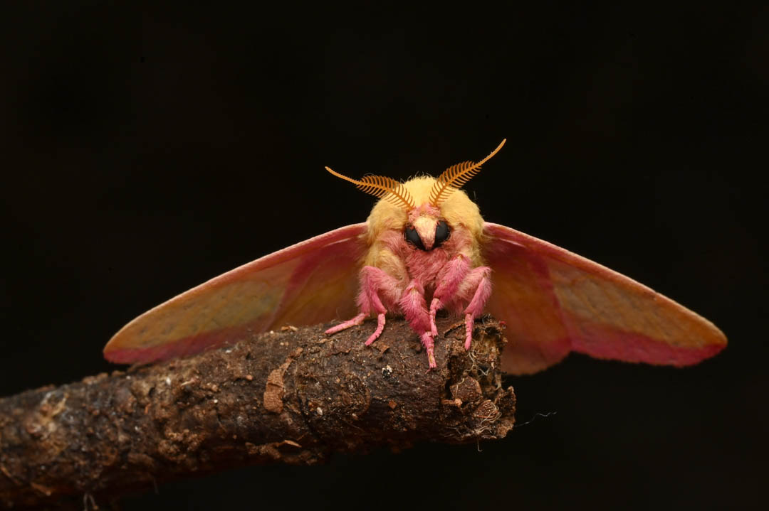 Rosy Maple Moth