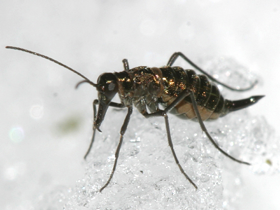 Snow Scorpionfly
