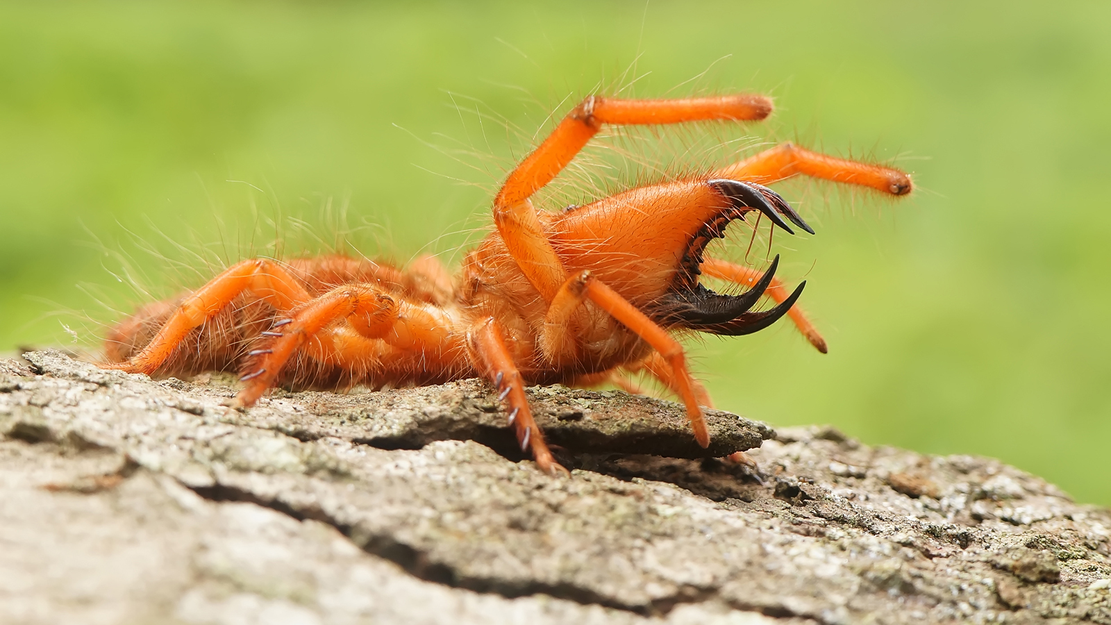 Sun Spider