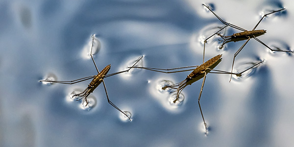Water Strider