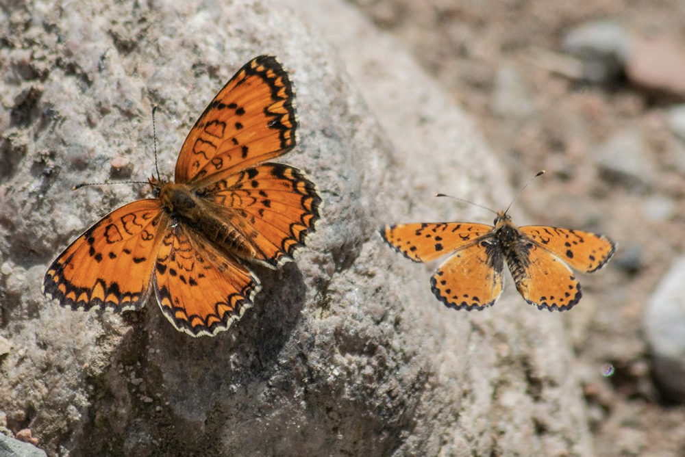 Viceroy Butterfly