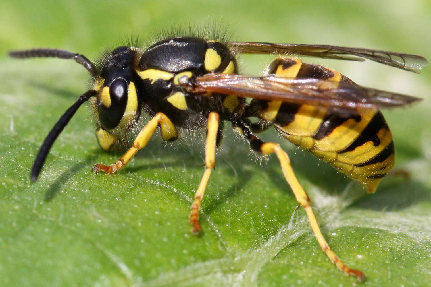 Forest Yellow Jacket